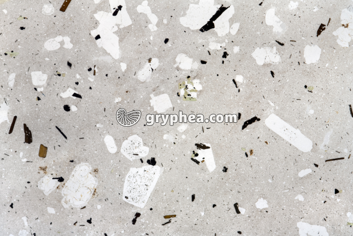 Trachyte LPNA x1,5 - gryphea.com